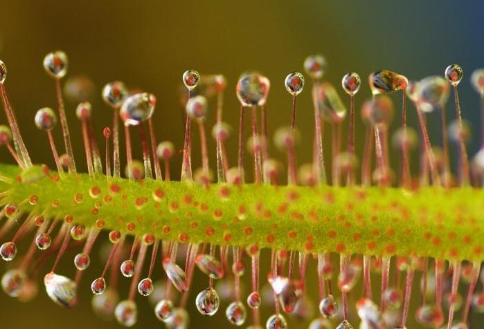 sundew planta carnívora