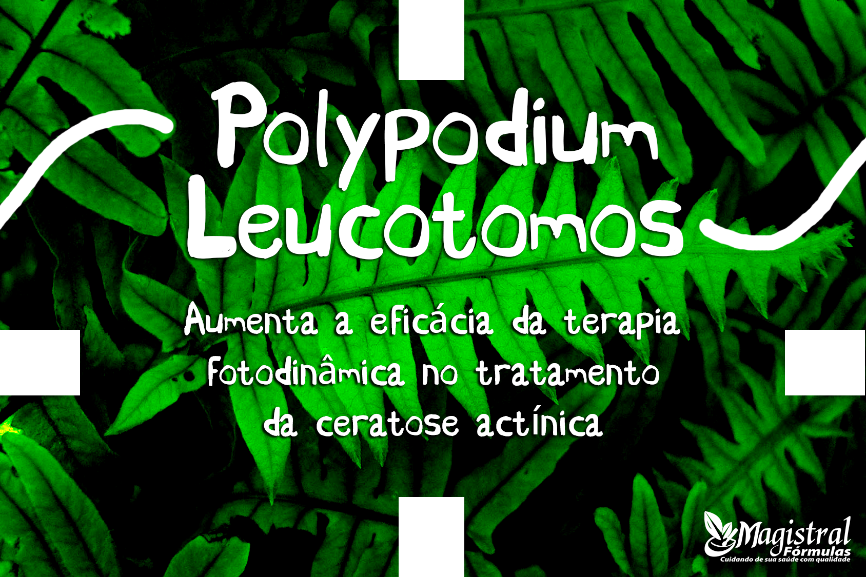 polypodium